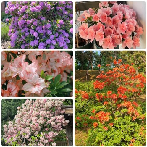 Semi di azalea, da balcone semi di rododendro resistente, di campo resistenti all'esterno le da giardino 450pcs
