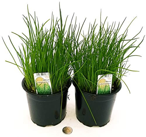 POWERS TO FLOWERS - ERBA CIPOLLINA BIO 2 PIANTE, piante vere