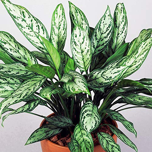 Premium Aglaonema Maria Christina | Chinese Evergreen Plant | 25-35cm Potted