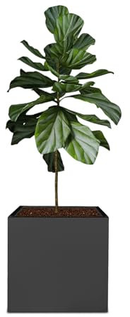 wanwanper Caisse à plantes, noire, pour l'extérieur et l'intérieur, bac à fleurs carré pour l'intérieur et l'extérieur, 50 x 50 x 50 cm
