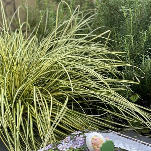Carex oshimensis terrassenpflanzen büropflanzen winterharte ziergräser für kübel schattenpflanzen garten steingartenpflanzen herbst deko hochbeet zimmerbonsai winterharte kübelpflanzen 600samen