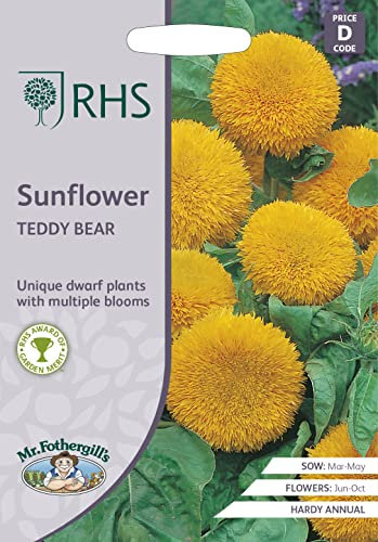 Mr Fothergill’s - RHS Sunflower Teddy Bear, Yellow, 14959