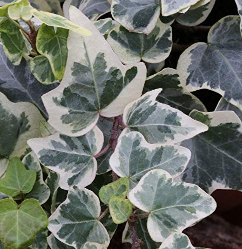10x Efeu White Wonder 15-20cm - Hedera helix