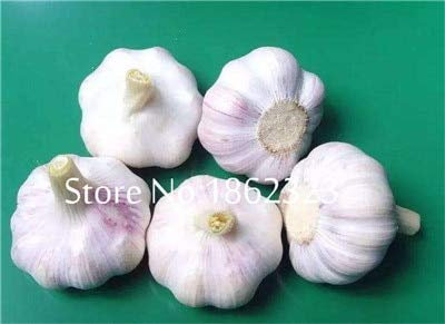 Graines de légumes à l'ail frais à planter en blanc paquet de 100 graines