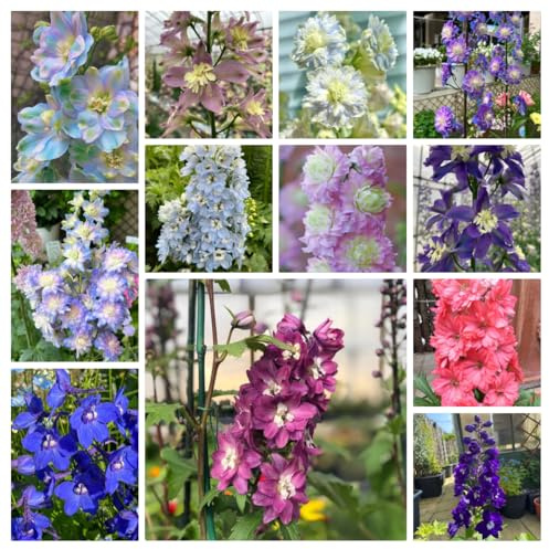 rittersporn winterhart mehrjährig, bio, bodendecker, alte sorten für garten, wild 450samen