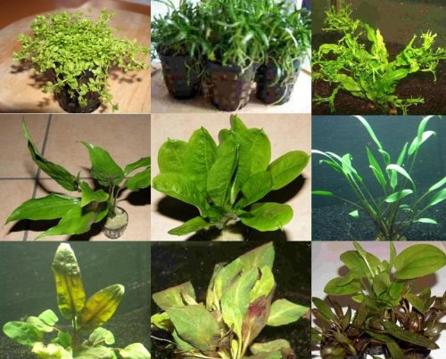 Mühlan Topartikel- 10 Töpfe 5 Sorten Aquarienpflanzen, Wasserpflanzen für alle Aquarienbereiche