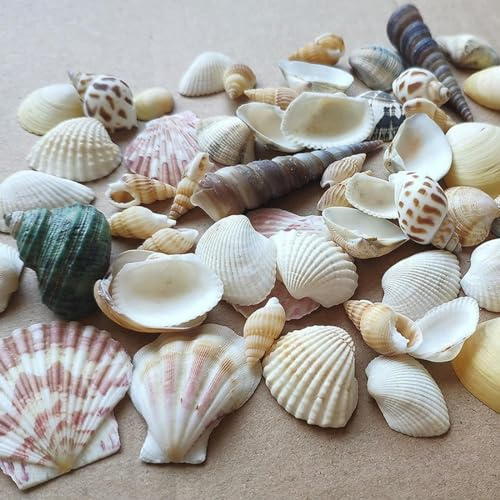 Shells Mixed, Conchas de Naturaleza, Conchas de Playa, Conchas para Manualidades, Mejillones Decorativos, Manualidades y Mezclas de Decoración del Hogar, Decoración de Fiestas, Bodas