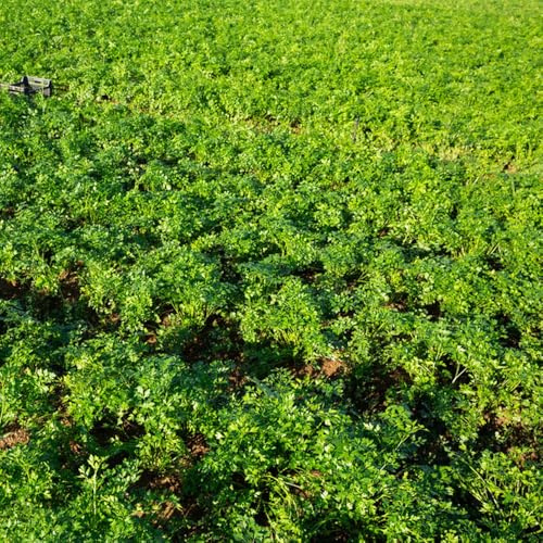 semillas de perejil, perejil perenne resistente, tradicionales 1000pcs