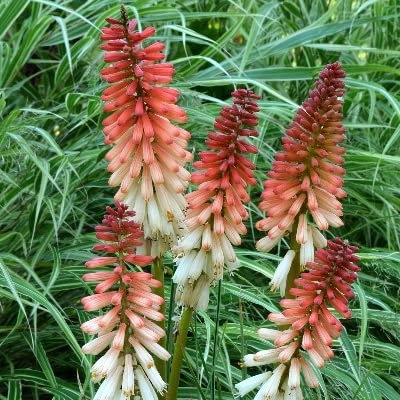 6x Fackellilie 'Orange Vanilla Popsicle'®' - Kniphofia 'Orange Vanilla Popsicle'® - Topf 9x9cm