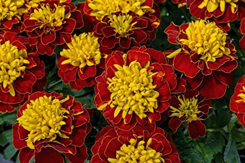 50 Marigold Tagetes Dwarf French Boy Spry Seeds - 50 Seeds