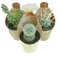 Tephrocactus - Juego de 3 Cactus Decoracion Plantas Suculentas Auténticas de Colección en Macetas de 6,5 cm de Diámetro