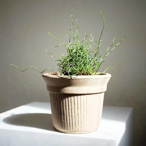 Semi di Albuca Spiralis,decorazioni per giardini esterni rampicanti e vasi da da ufficio,da ombra resistenti decorazione di edera,150pcs