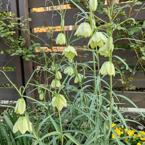 imperiale coronata Bulbi decorazione balconi Bulbi di perenni resistenti all'inverno giardino rocce primavera Letti elevati per giardino 2pcs