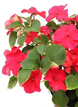 Impatiens Natural Planta Primaveral con Flores Llamativas Conocida como la Planta Alegría