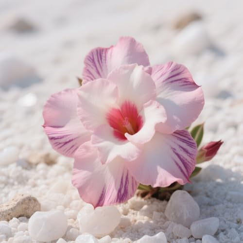 Rosa Del Deserto Perenne Resistente Al Freddo/Iorisce Ogni Anno-1 bulbi-G
