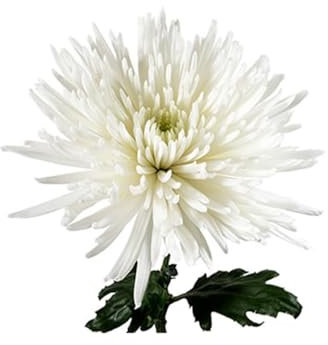 Jardin202 - Crisantemo Uniflor | Flor Natural | Ramo de 10 Tallos día de los Santos | Anastasia Blanco