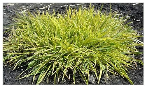 Stauden Gänge 10 x Alopecurus pratensis ‚Aureovariegatus' im 1 Liter Topf (Ziergras/Gräser/Winterhart/Mehrjährig/Staude/Stauden) Gold-Fuchsschwanz - Ziergras mit leuchtend gelben Highlights