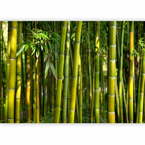 murando PREMIUM Fotomurales Bambu 400x280 cm Papel pintado tejido no tejido | Decoración de Pared decorativos Murales moderna de Diseno Fotográfico Pasillo Oficina Naturaleza Bosque verde