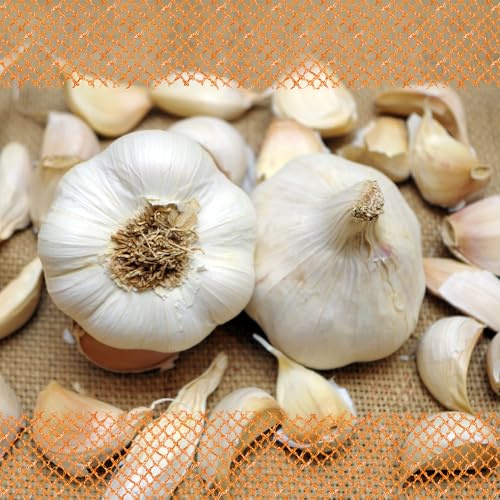 FLORTUS Winterpflanzknoblauch Messidor | 500 g | Steckzwiebelgröße 40-50 mm | Pflanzknoblauch für den Anbau von Knackig-würziger gewürztem Knoblauch | Ideal für Container und Hochbeet Anbau