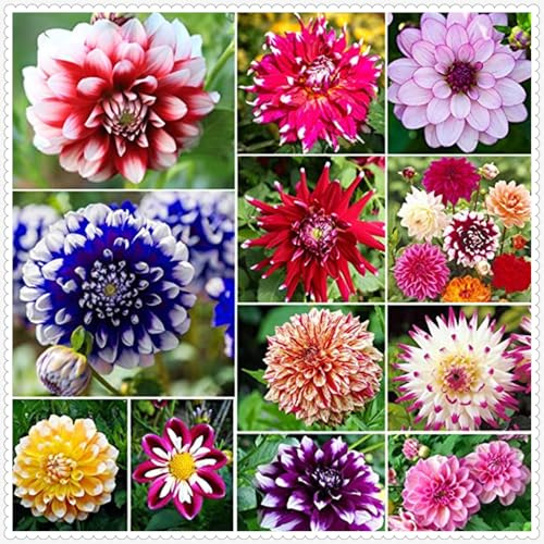 Dalia bulbi,bulbi di dalia gigante,Bulbi Da fiore resistenti,Splendide piante ornamentali per giardini e vasi,Zinnia Pianta(Senza Semi, non artificiali,resistenti)-2bulbi-K