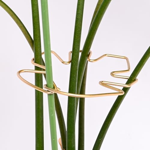 GOOOXIM 14 x 12,9 cm Monstera stelo di supporto con clip – durevole supporto per piante rampicanti per Monstera, cactus a lisca di pesce, facile installazione, per gli amanti delle piante