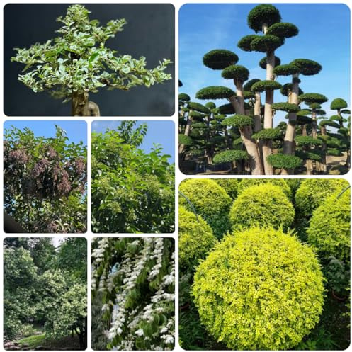 semillas de aligustre de hoja perenne Decoración otoñal, seto alheña de jardín de rocas resistentes de interior purificadoras de aire para setos 330pcs