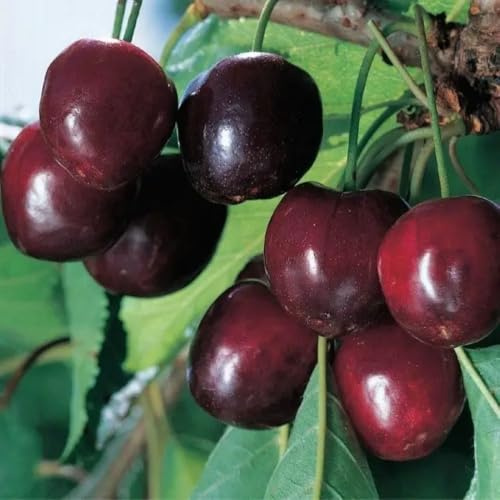 Planta Frutífera Cereza Durona 3 Pulgadas en Maceta 20 - Edad 2/3 Años (Foto Real)