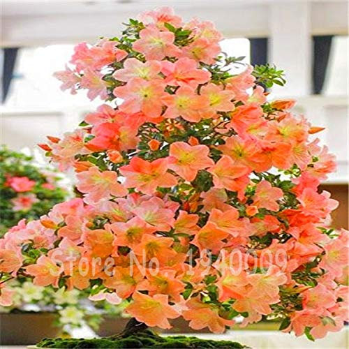 New seeds 100 pieces azalea flowers for orange gardening light: Only Seeds