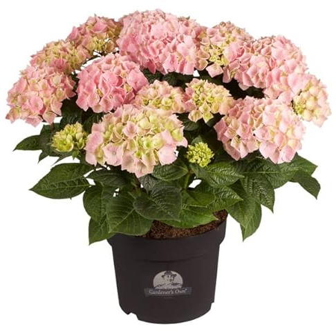 Hortensia Rosa Natural Planta Ideal para Regalar