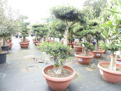 gruenwaren jakubik Olivenbaum Pon Pon 170 cm | 4 Pon Pon Bonsai Formgehölz, winterhart