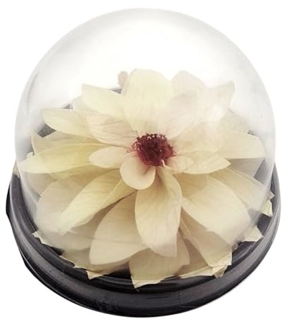 Konservierte Dahlienblüte, Mini-Terrarium, Lotusblüte, natürliche weiße Dahlie, Lotusblüte, konservierte Blumen, weiß.