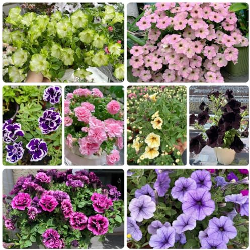 semi di petunia perenni resistenti all'esterno petunie pendenti, ombra per luoghi soleggiati to perenni 400pcs