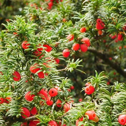 Semi di Taxus baccata, tasso da balcone, ornamentale resistente da giardino resistenti perenni da balcone, decorazione 250pcs