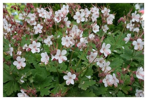 Stauden Gänge 3 x Geranium macrorrhizum 'Spessart' Storchschnabel | Winterharte Staude für Sonne bis Halbschatten, Blüte Mai bis Juli, mehrjährig, 9x9 cm Topf