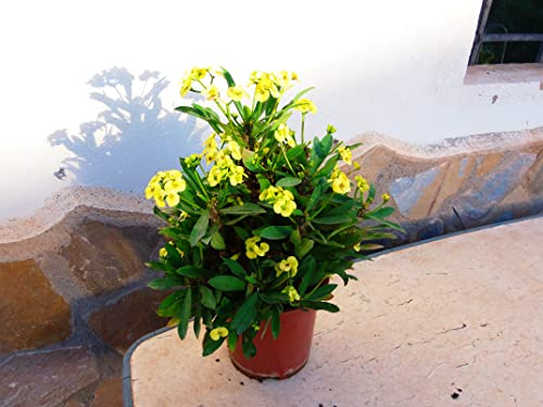 Espino de Cristo (Euphorbia millii) amarillo, 35-45 cm, una planta en maceta