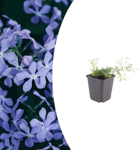Phlox (S) 'Emerald Cushion Blue' | 6 pièces - 10-25cm - Ø9cm - Plante de jardin
