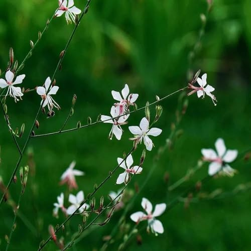 Semi di Gaura, semi di tappezzanti resistenti al freddo per l' resistenti esterno in vaso Arredamento del soggiorno con rialzata 200semi