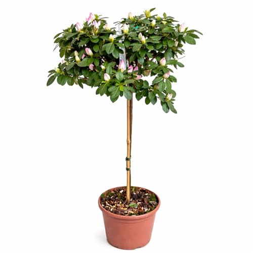 Azalea da Esterno ad Alberello in Vaso 20 | Pianta Acidofila Sempreverde Alta 100-110 cm | Fioritura Primaverile | Prodotta in Italia (Mistral rosa)