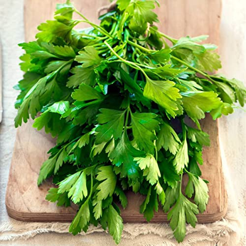 Semillas de Perejil para Huerto Urbano Cultiva Perejil en tu Hogar
