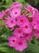 100 semi di fiori rosa freschi di Phlox
