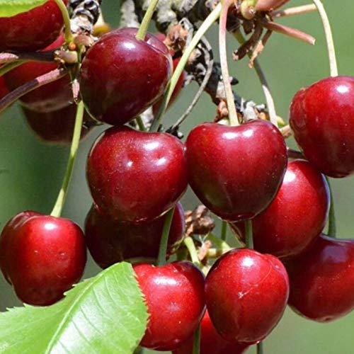 Victoria selbstfruchtbare Säulenkirsche Heckenobst Terrassenobst 110-140 cm 7,5 Liter Topf GiSelA 5