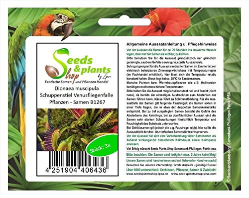 Stk - 3x Dionaea muscipula Schuppenstiel Venusfliegenfalle Pflanzen - Samen B1267 - Seeds & Plants Shop by Ipsa