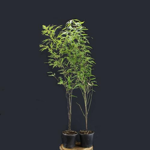 Phyllostachys nigra henonis von Intragarten - Gold Haar Bambus im Topf