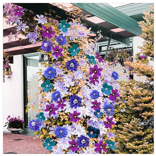 Mysteriöse magische Glühbirne, Luftreinigung, Lebende Pflanzen,Winterhart pflanzen, Blumenzwiebel Mix, Mehrjährige Blumenzwiebel ist winterhart-4 Clematis Winterhart Mehrjährig