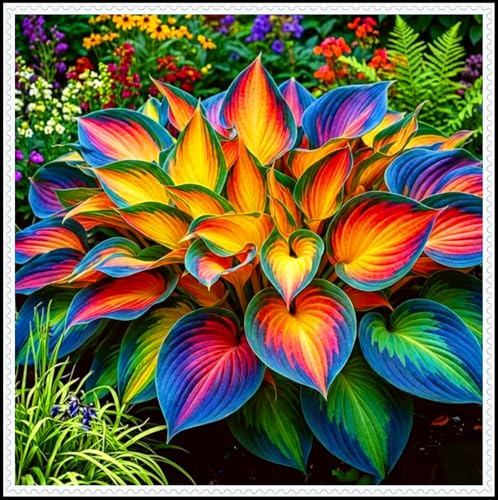 Winterhart und schattenverträglich, riesige blaublättrige Funkie, Unterpflanzung, Bodendecker, wildunempfindlich-4 root-G