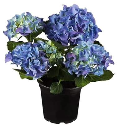 Hortensia Azul en Maceta Planta Natural Perfecta para Decoración de Exteriores