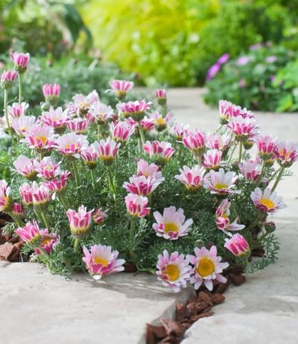 BALDUR Garten 6x Afrikanisches Ringkörbchen, Pflanzen im 9x9 cm-Topf | attraktive Polsterstaude, viele Blüten den ganzen Sommer über, winterhart & pflegeleicht, mehrjährige Staude