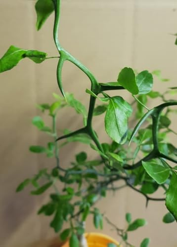 Poncirus trifoliata 'Flying Dragon' (De Semis) / Orange trifoliée naine/Godet Anti-Chignon/Agrume