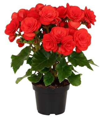 Begonia Hiemalis Planta Natural Begonia Elatior Roja DECOALIVE Maceta de 14 cm