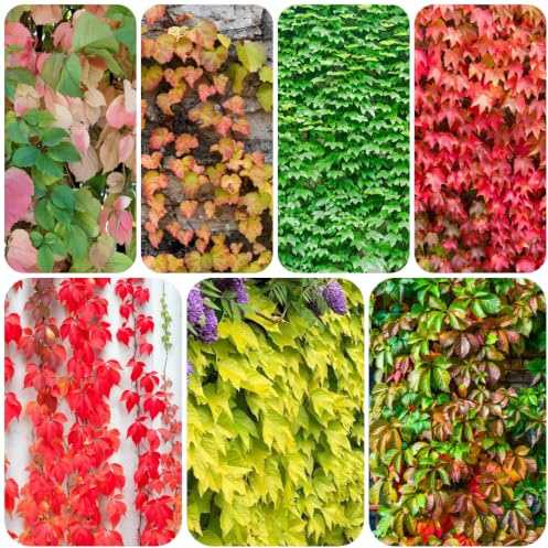 vite vergine - parthenocissus tricuspidata rampicanti appendere per 150semi
